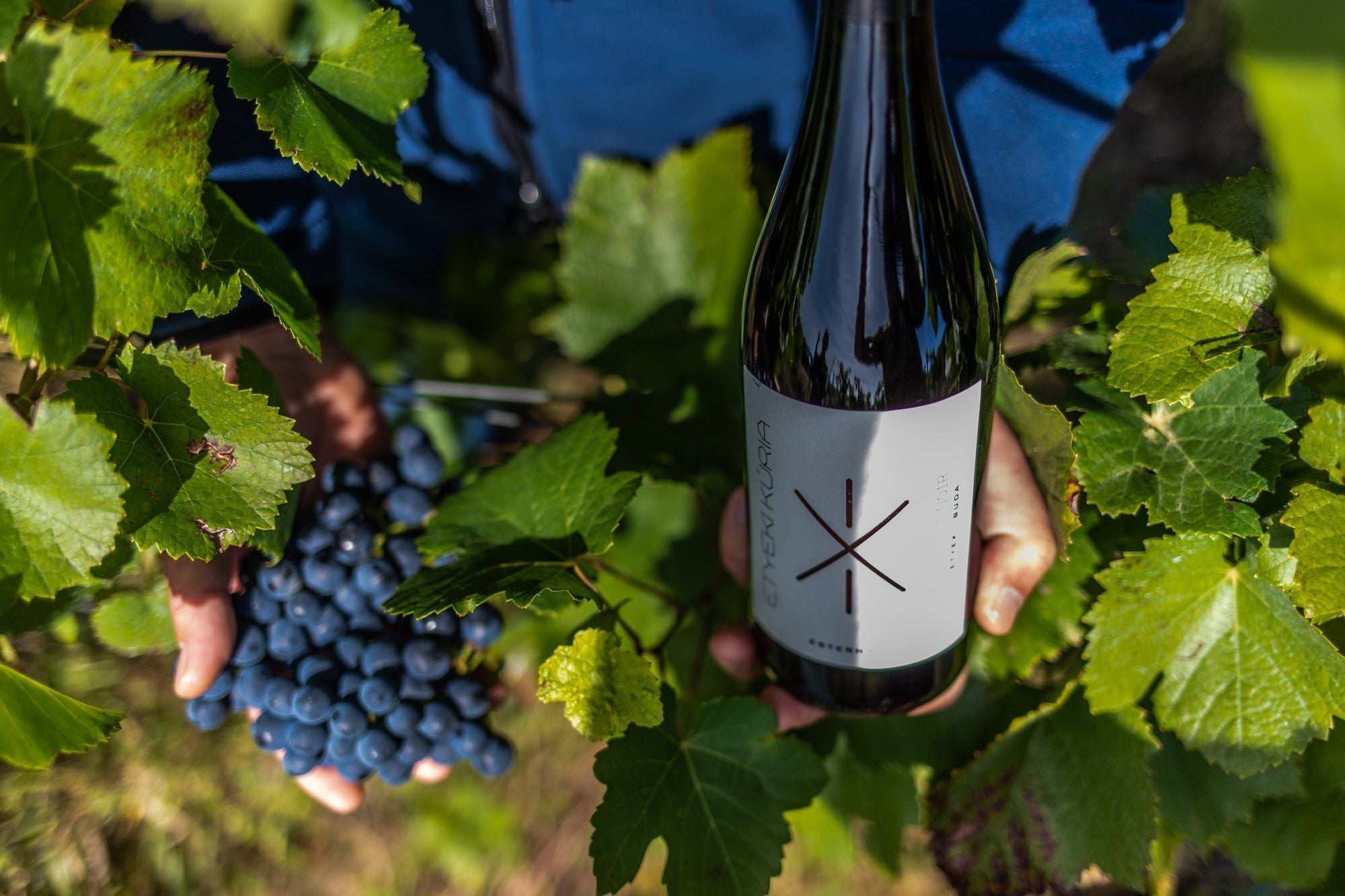 Március hónap bora: Etyeki Kúria Pinot Noir 2023